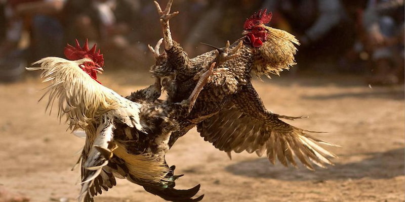 Net88 – Nơi hội tụ những trận đá gà cựa dao hấp dẫn nhất